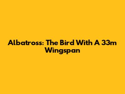 Albatross: The Bird With A 33m Wingspan