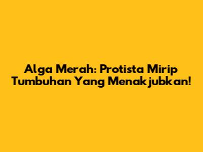 Alga Merah: Protista Mirip Tumbuhan Yang Menakjubkan!
