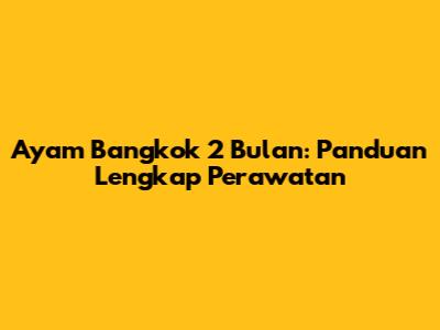 Ayam Bangkok 2 Bulan: Panduan Lengkap Perawatan