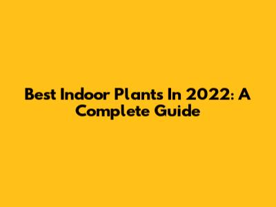 Best Indoor Plants In 2022: A Complete Guide