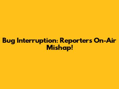 Bug Interruption: Reporter's On-Air Mishap!