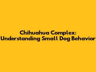 Chihuahua Complex: Understanding Small Dog Behavior