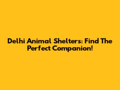 Delhi Animal Shelters: Find The Perfect Companion!