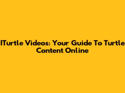 ITurtle Videos: Your Guide To Turtle Content Online