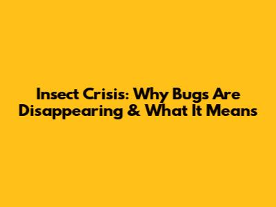 Insect Crisis: Why Bugs Are Disappearing & What It Means