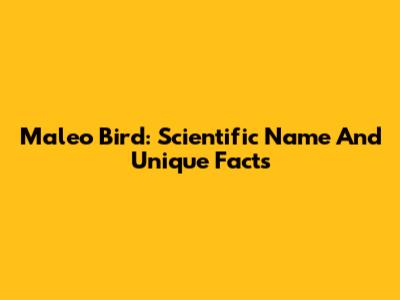 Maleo Bird: Scientific Name And Unique Facts