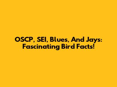 OSCP, SEI, Blues, And Jays: Fascinating Bird Facts!