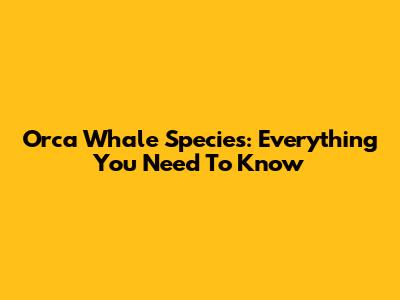 Orca Whale Species: Everything You Need To Know