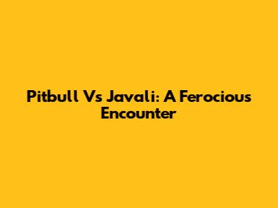 Pitbull Vs Javali: A Ferocious Encounter