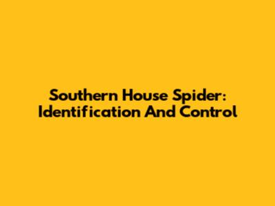 Southern House Spider: Identification And Control