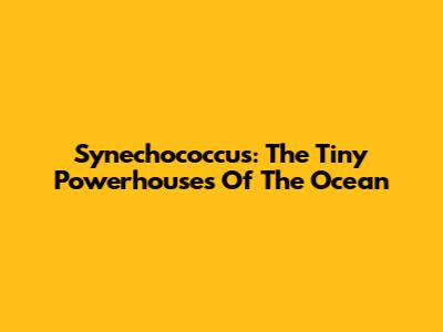 Synechococcus: The Tiny Powerhouses Of The Ocean