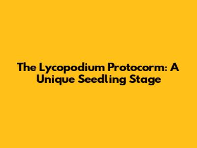 The Lycopodium Protocorm: A Unique Seedling Stage