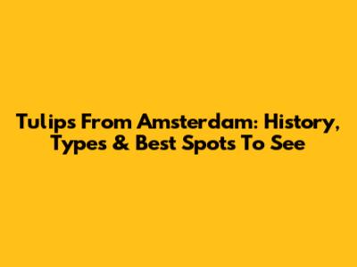 Tulips From Amsterdam: History, Types & Best Spots To See